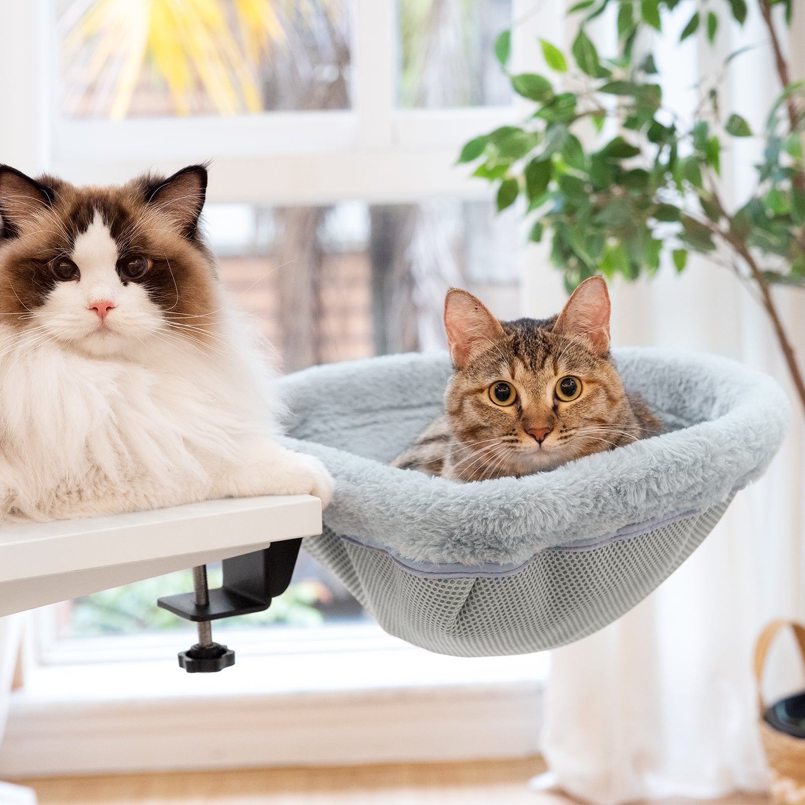 Cat Desk Beds